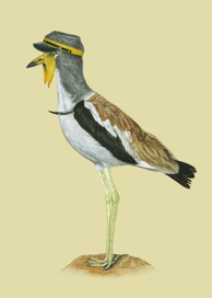 Птицы в шляпах2