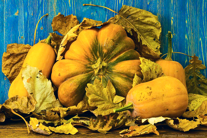 Осенний натюрморт с тыквами
