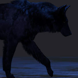 | Фрагмент из работы над анимацией канадского волка |