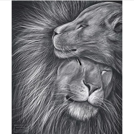 Лев и львицы 