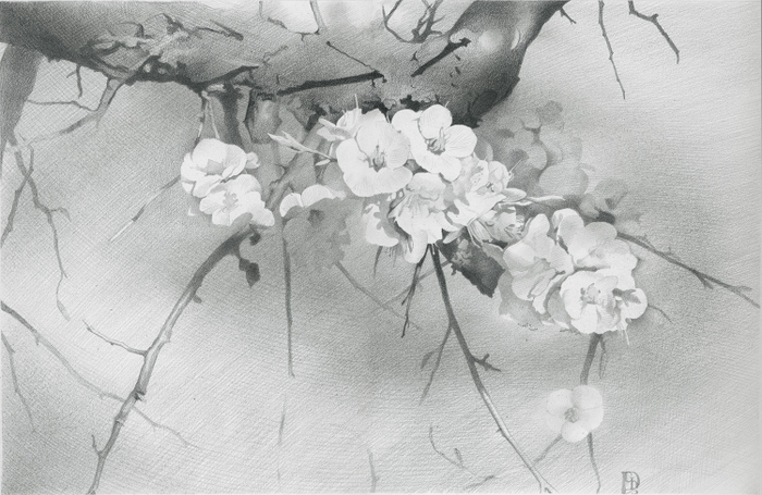 Цветущий абрикос