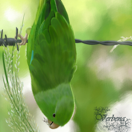 Воробьиный попугай