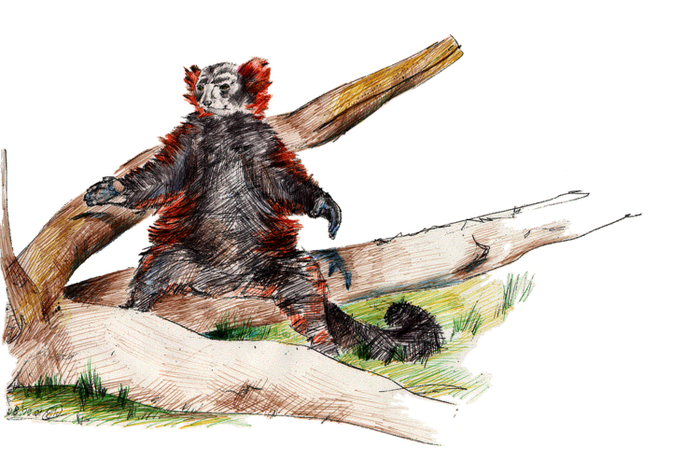 Солнцепоклонники. Лемур вари красный