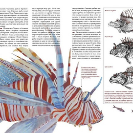 Познавательное изображение