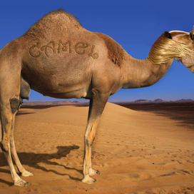 Camel