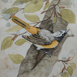 Оранжевая птаха