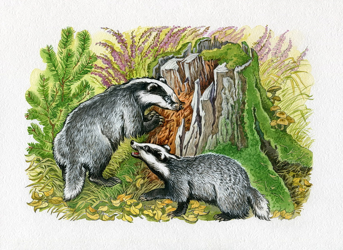 К.Паустовский "Барсучий нос" 2