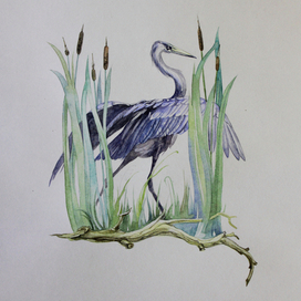 Азбука, буква "Ц"