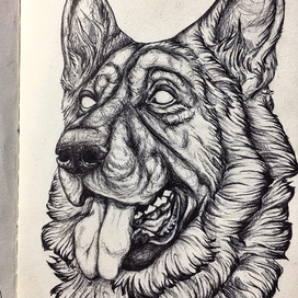 Немецкая овчарка