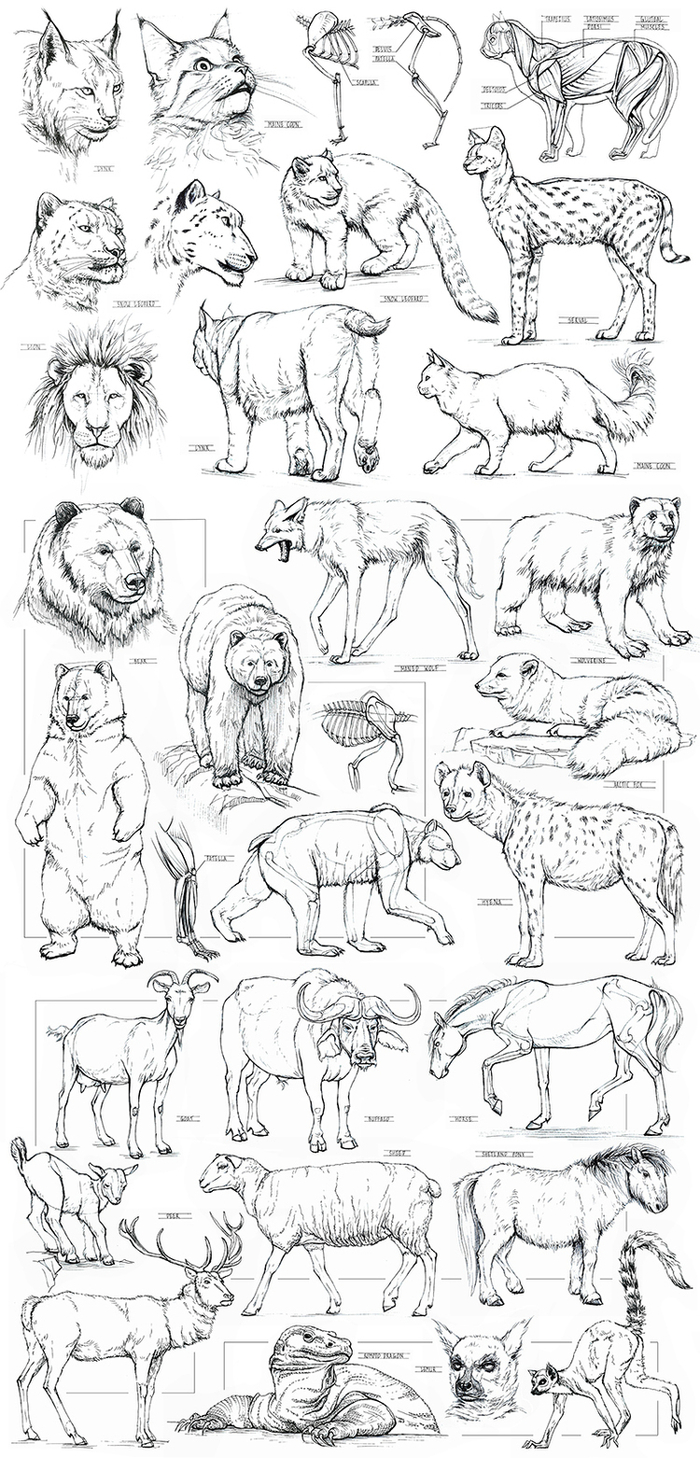 Animal sketching