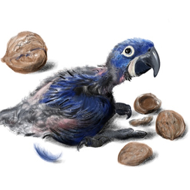 Гиацинтовый Ара