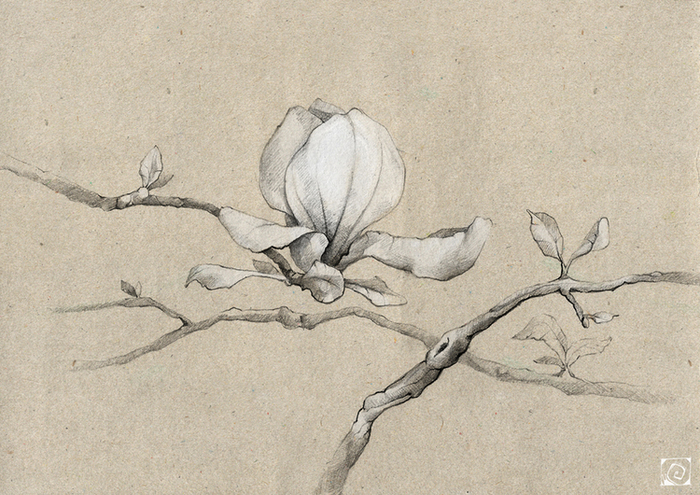 Ветка магнолии