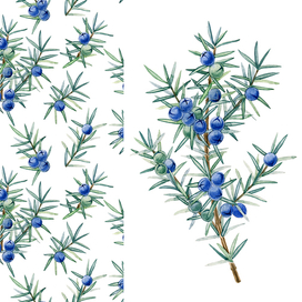 Можжевельник