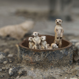 Среда обитания