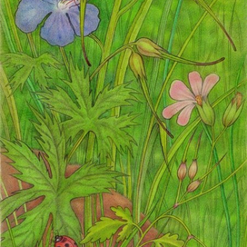 Журавельники