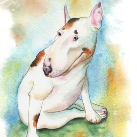 Бультеррьер - взгляд с поволокой