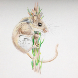 Мышка на веточке