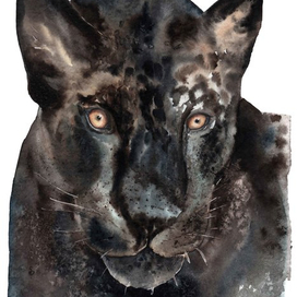 Черная панда