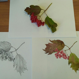 Веточка калины