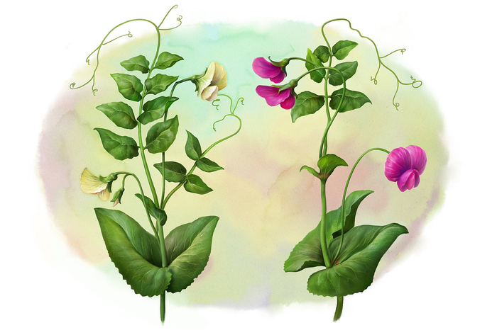 Горох. Ботаника