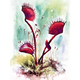 Венерина мухоловка 