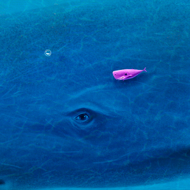 "Влюбленный кит"