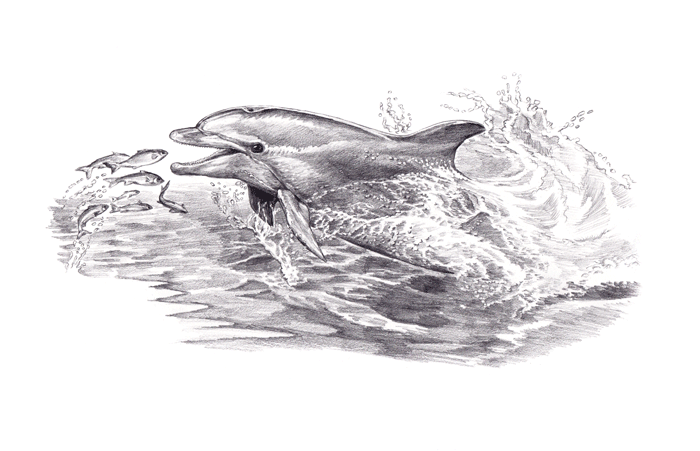 Дельфин-афалин