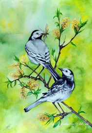 Мои соседки