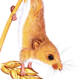 мышь-малютка