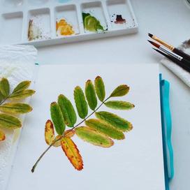 Лист Рябины. Ботаническая иллюстрация