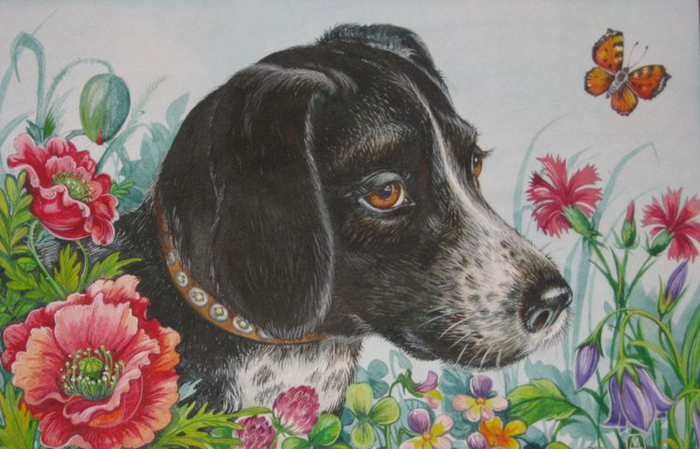  охотничьи собаки