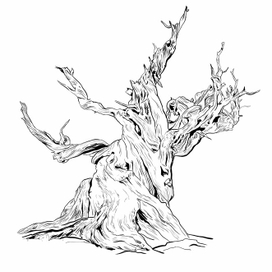 сухое дерево