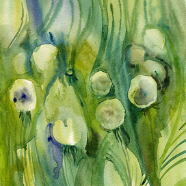 Одуванчики