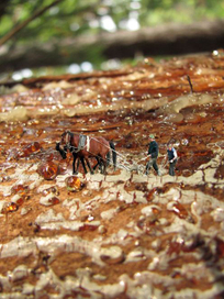 Такая работа