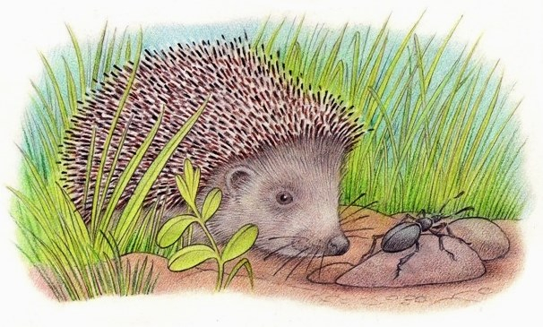 Вкусный жук