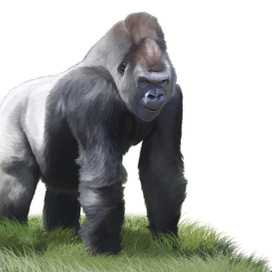 Иллюстрация для книги Брема «Жизнь животных» «Горила»