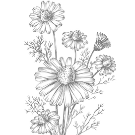 Ромашка лекарственная