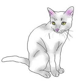 Yappi Cat