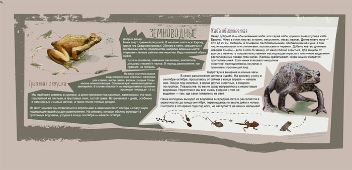 Земноводные