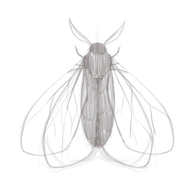 Мотылек скетч