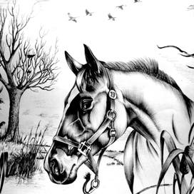 Лошадь на реке