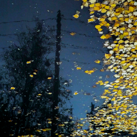 Листоплав ...