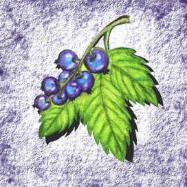 Смородина. Акварель