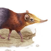 Хоботковая собачка Петерса