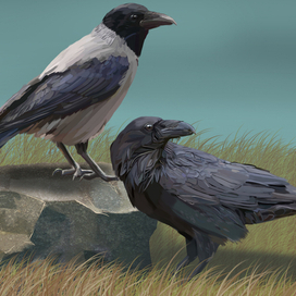 Ворон и ворона
