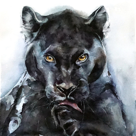 Черная пантера 