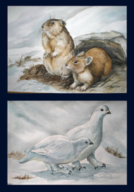  лемминги и куропатки