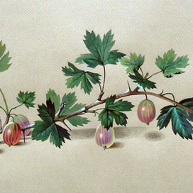 Ветка крыжовника