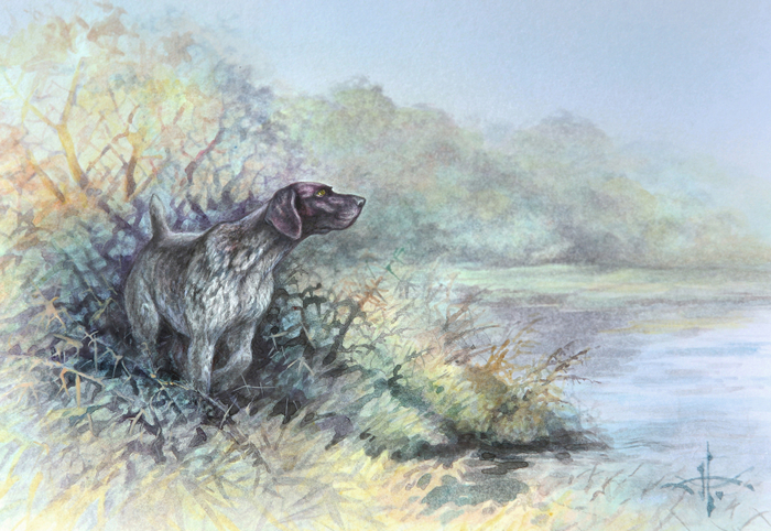 Подружейные собаки. Немецкая короткошерстная легавая - курцхаар.