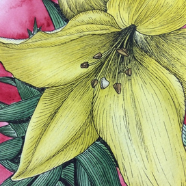 Лилия. Акварель и линеры. Графика